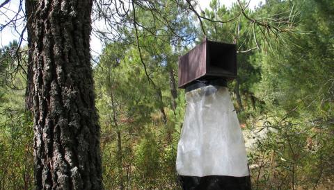 processionària